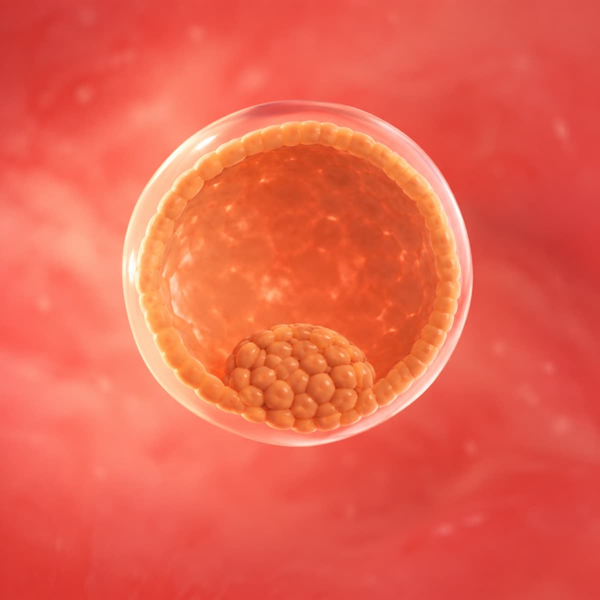 3D artistic representation of fetal development at week 4