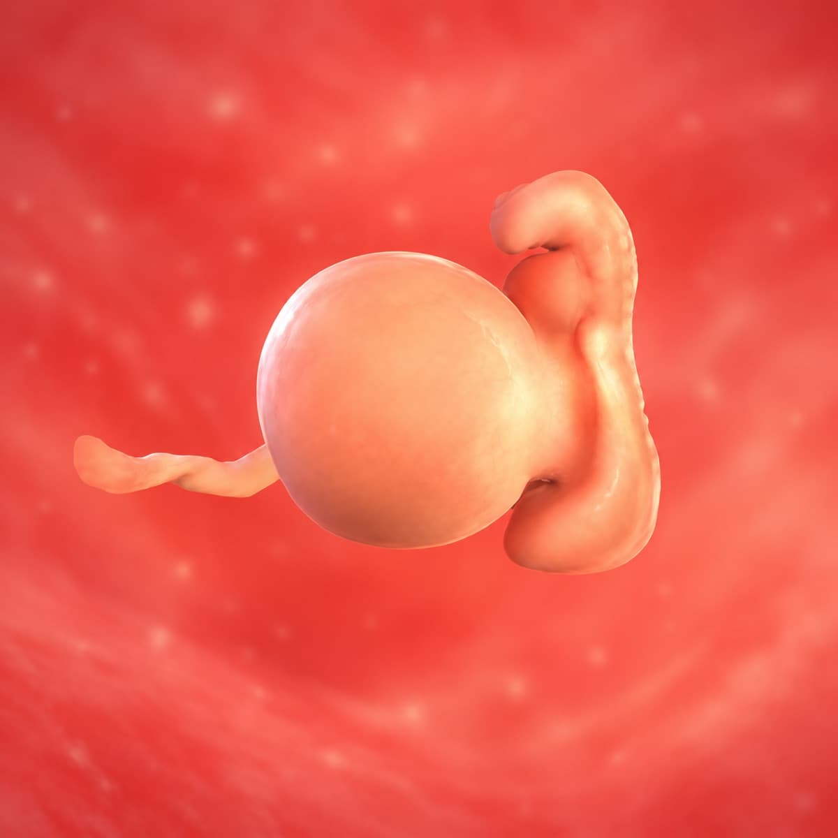 3D artistic representation of fetal development at week 5