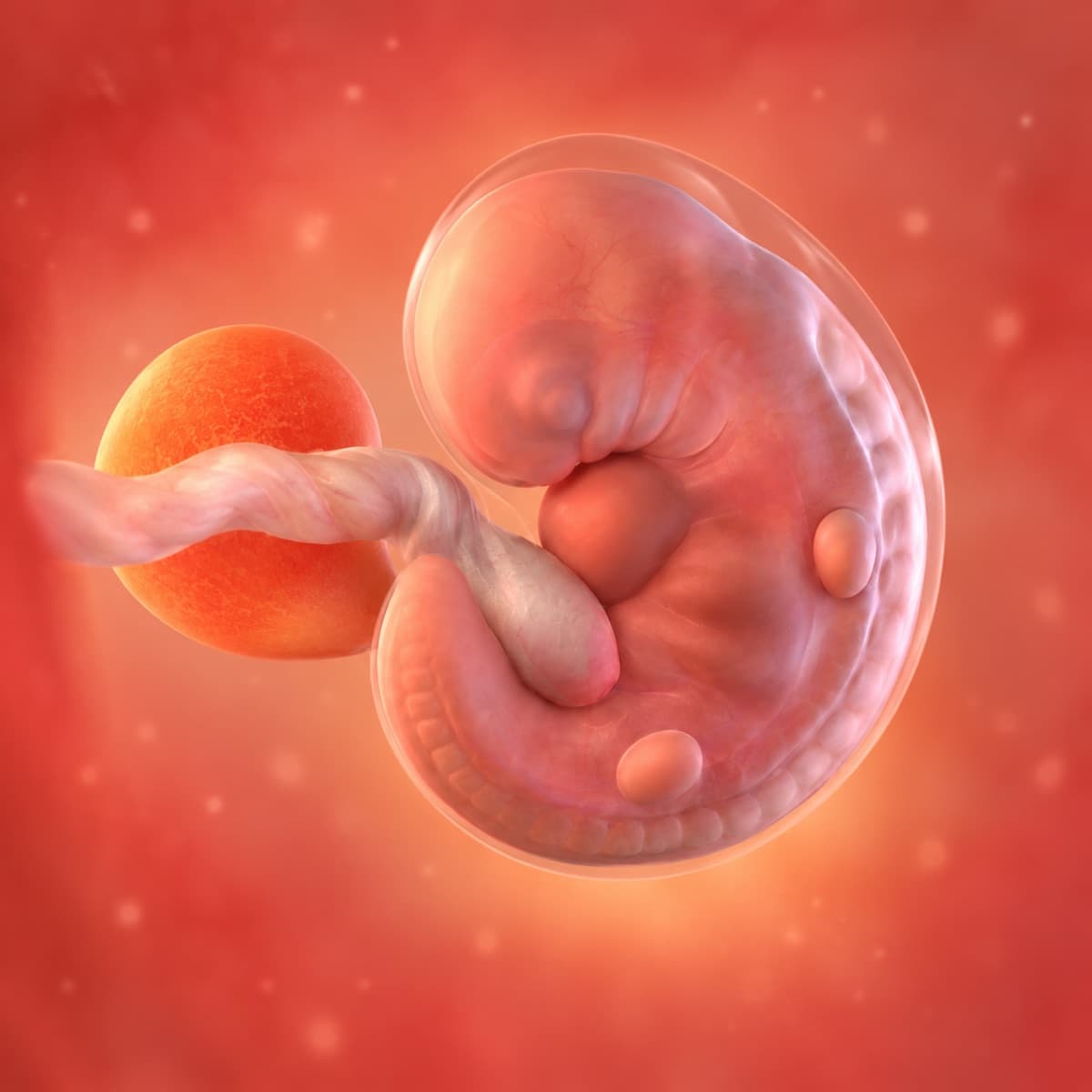 3D artistic representation of fetal development at week 6