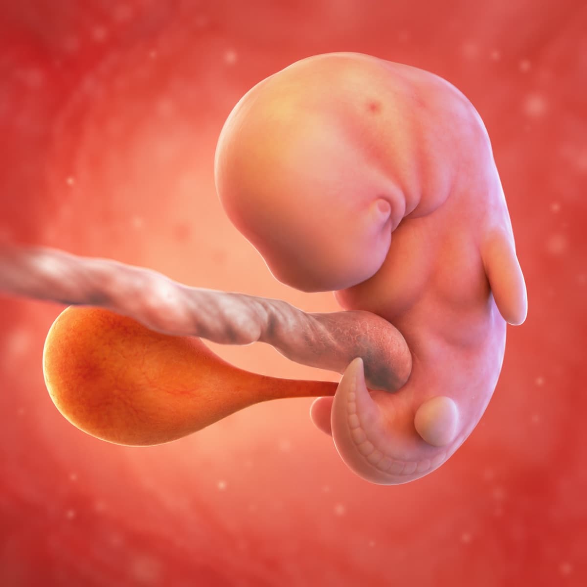 3D artistic representation of fetal development at week 7