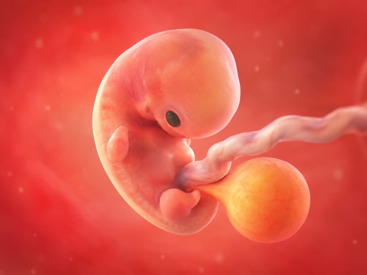 3D artistic representation of fetal development at week 8