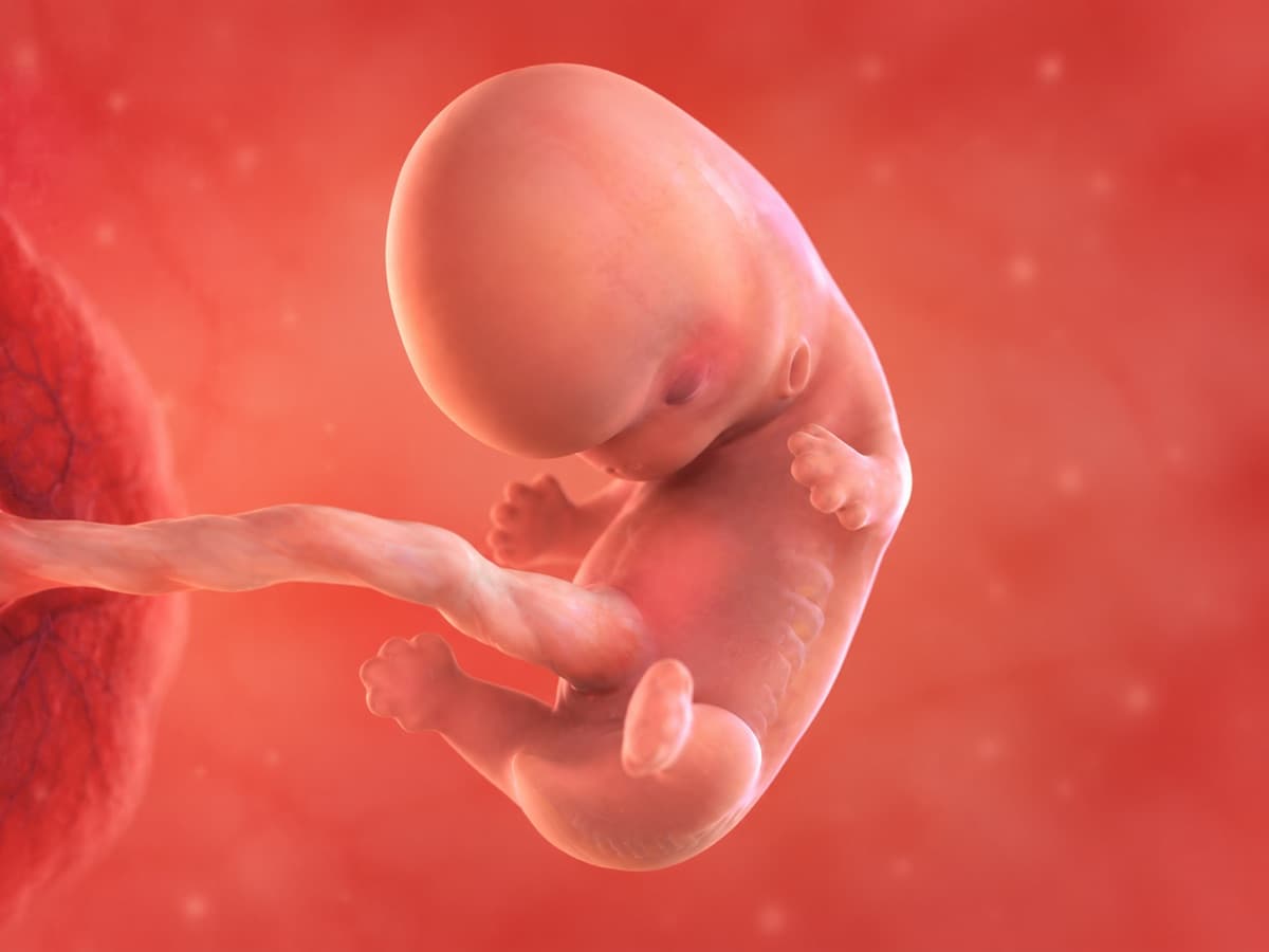 3D artistic representation of fetal development at week 9