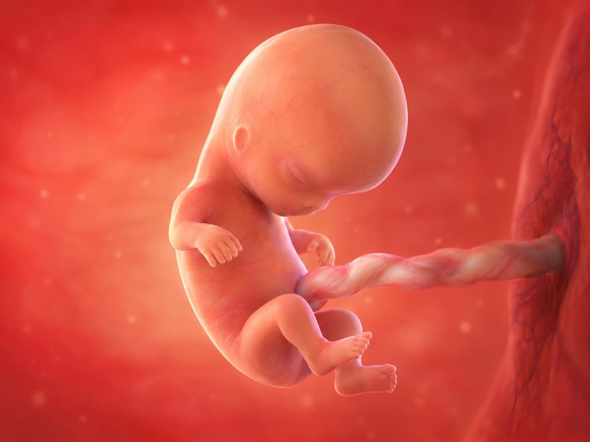 3D artistic representation of fetal development at week 10