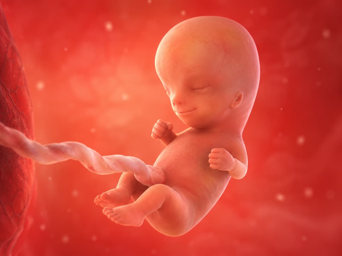 Representación artística 3D del desarrollo fetal en la semana 11