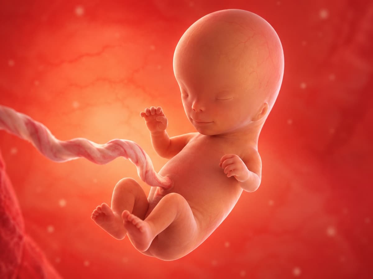 3D artistic representation of fetal development at week 12