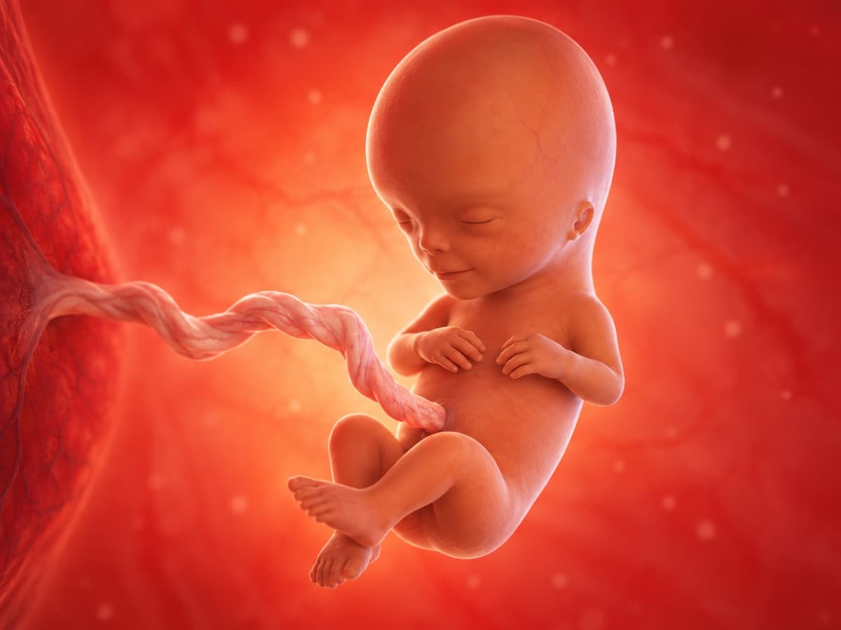 3D artistic representation of fetal development at week 13