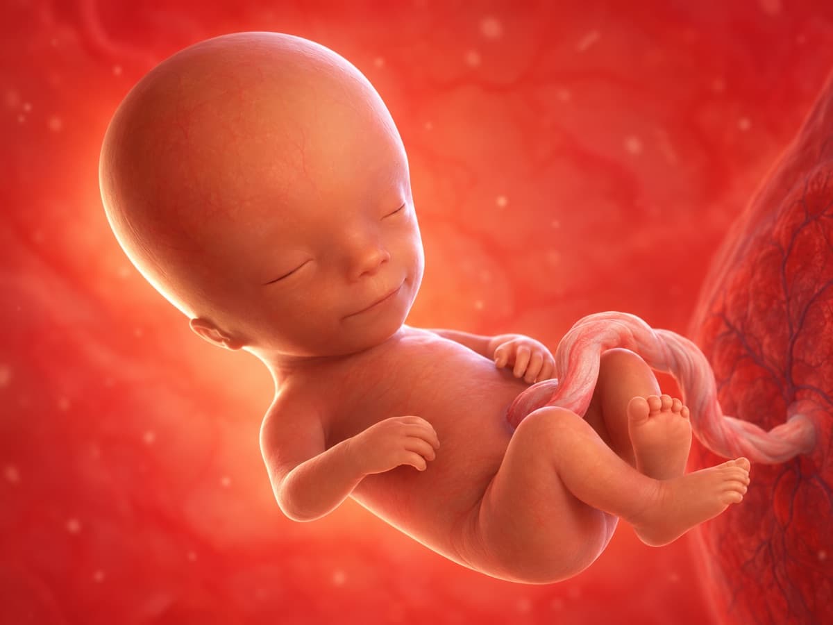3D artistic representation of fetal development at week 14