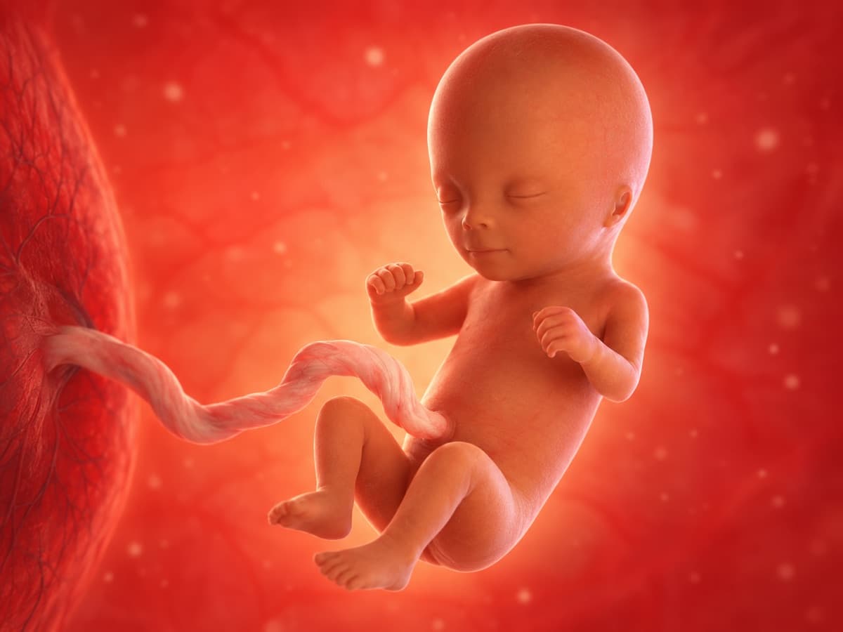 Representación artística 3D del desarrollo fetal en la semana 15