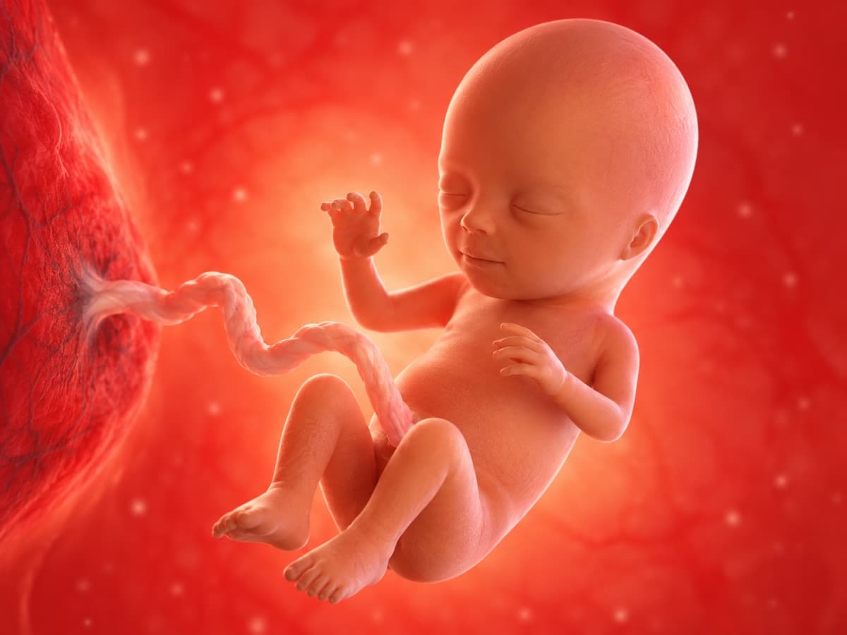 3D artistic representation of fetal development at week 16