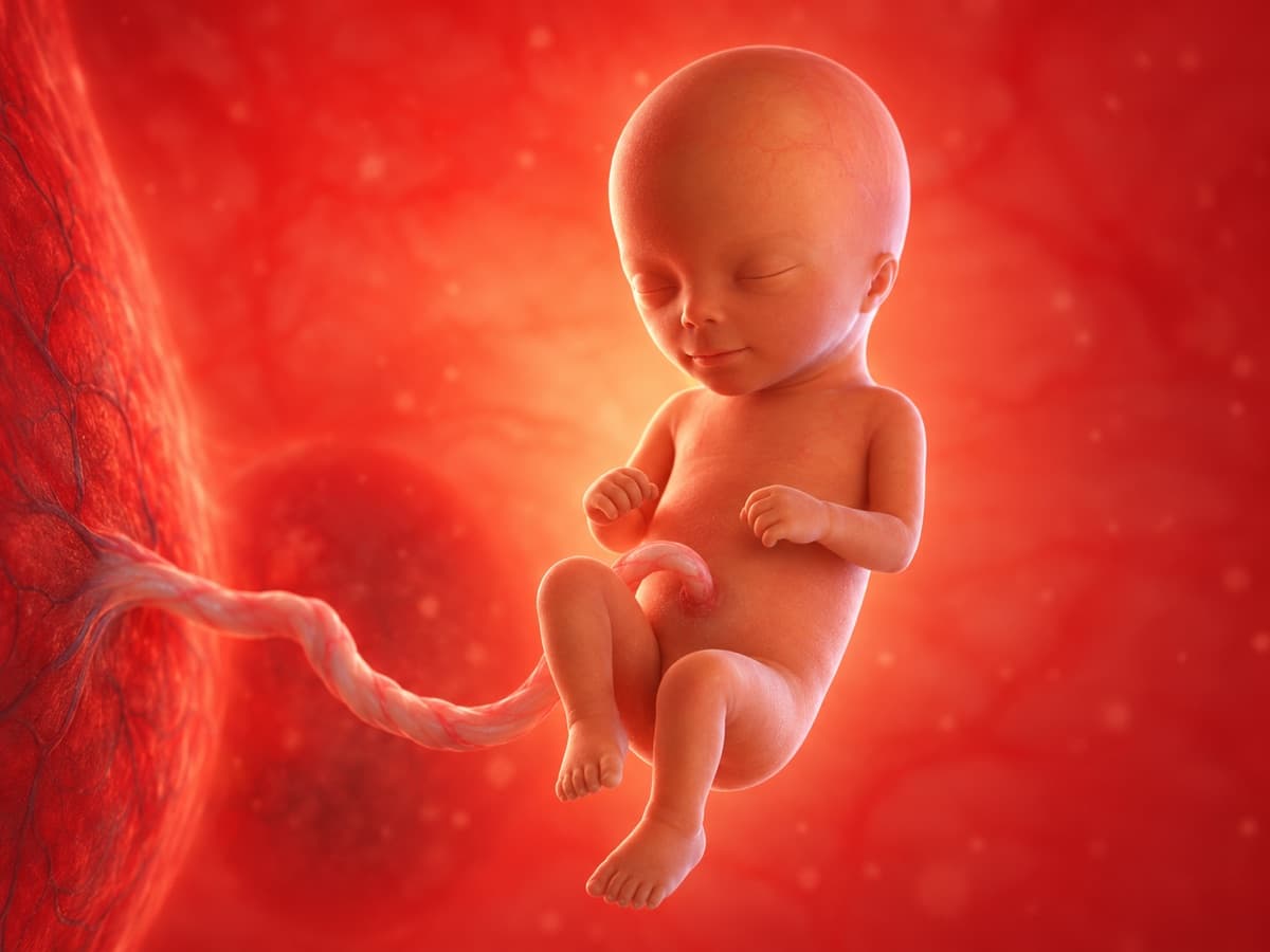 3D artistic representation of fetal development at week 17