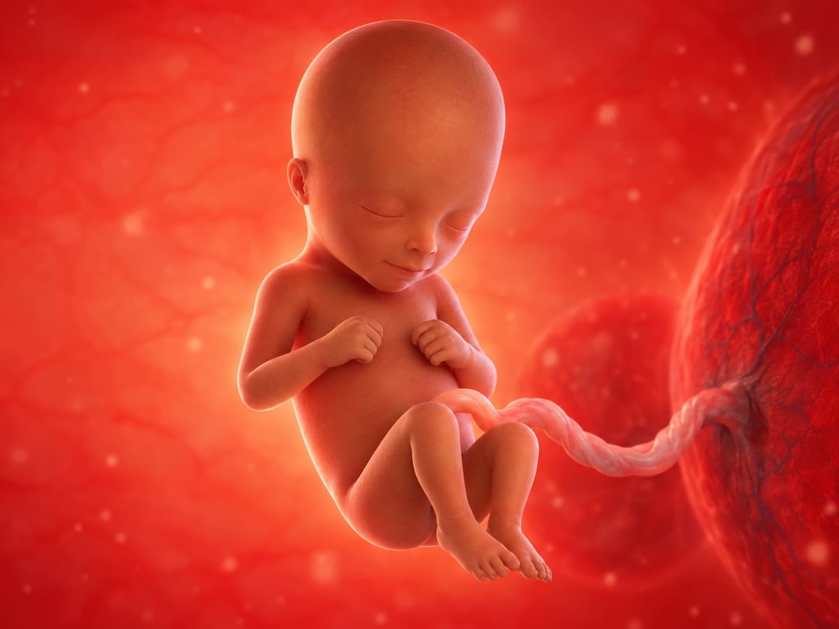 3D artistic representation of fetal development at week 18