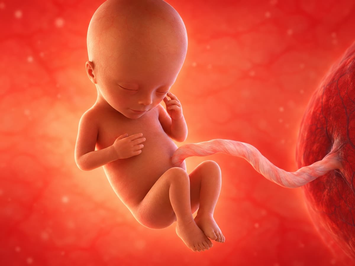 3D artistic representation of fetal development at week 19