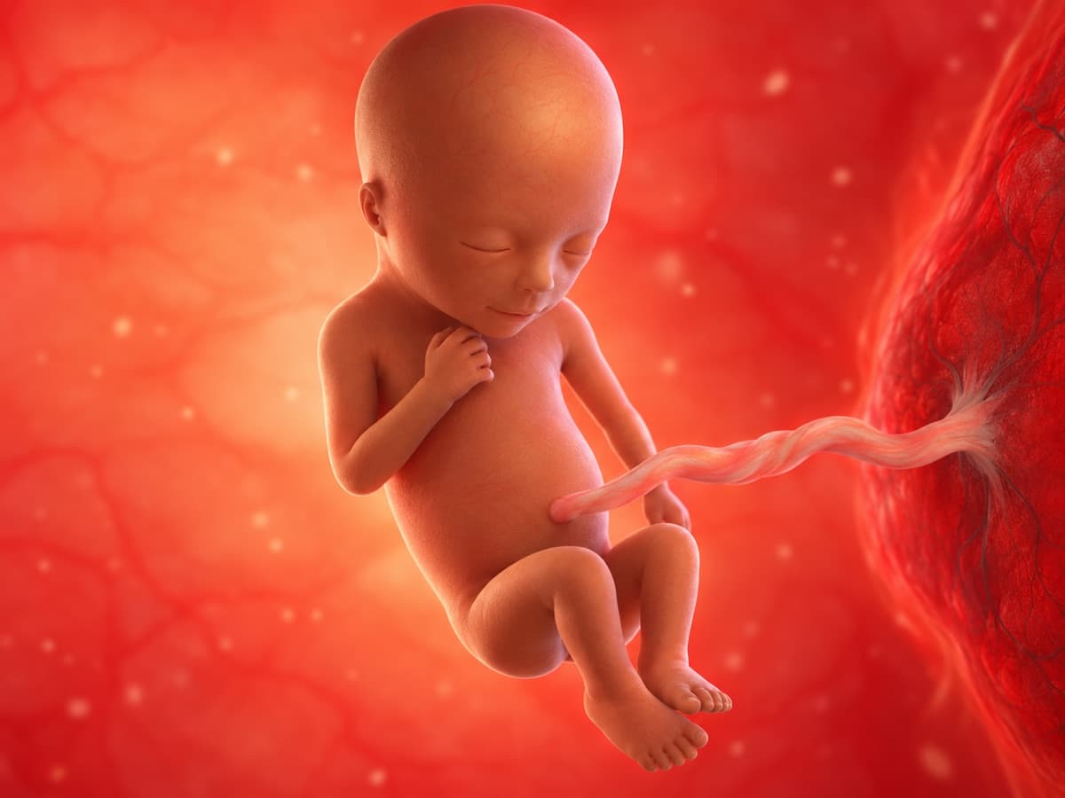 3D artistic representation of fetal development at week 20