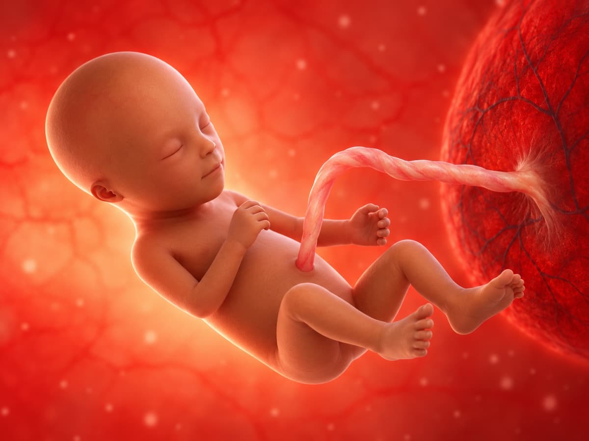 3D artistic representation of fetal development at week 21