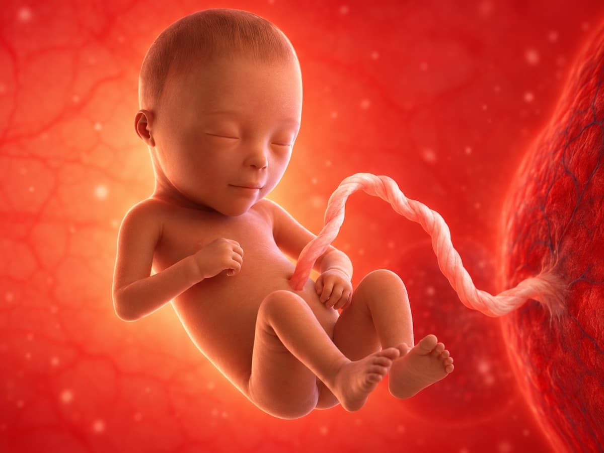 3D artistic representation of fetal development at week 22