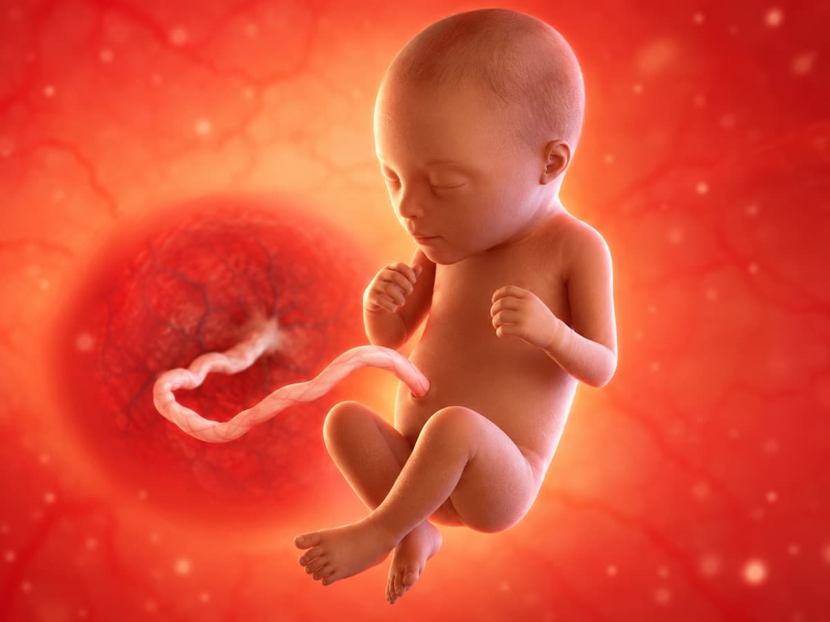 3D artistic representation of fetal development at week 23