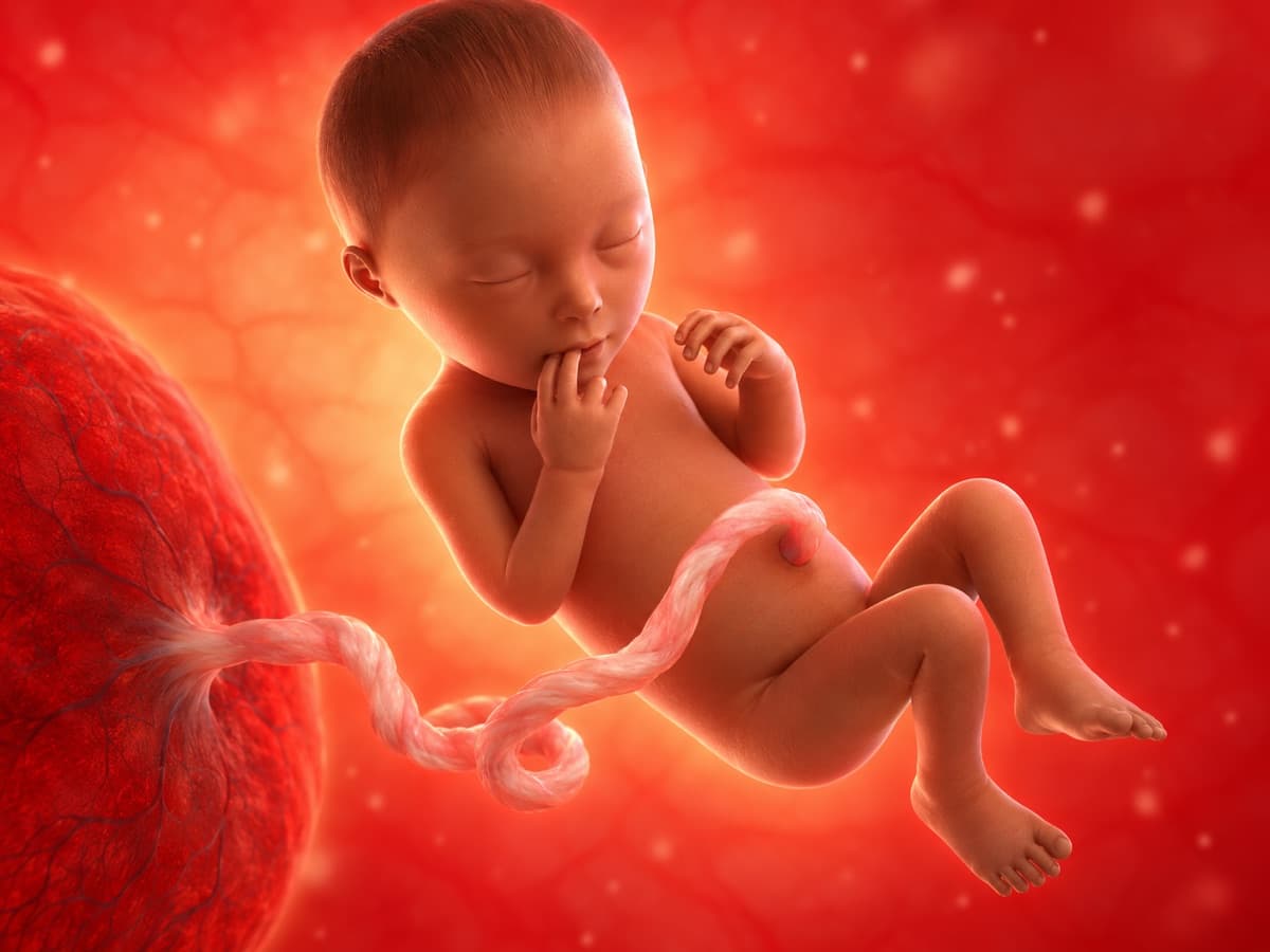 3D artistic representation of fetal development at week 24