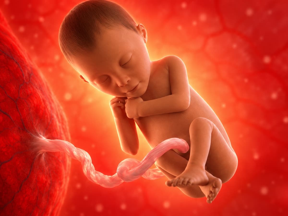 3D artistic representation of fetal development at week 25