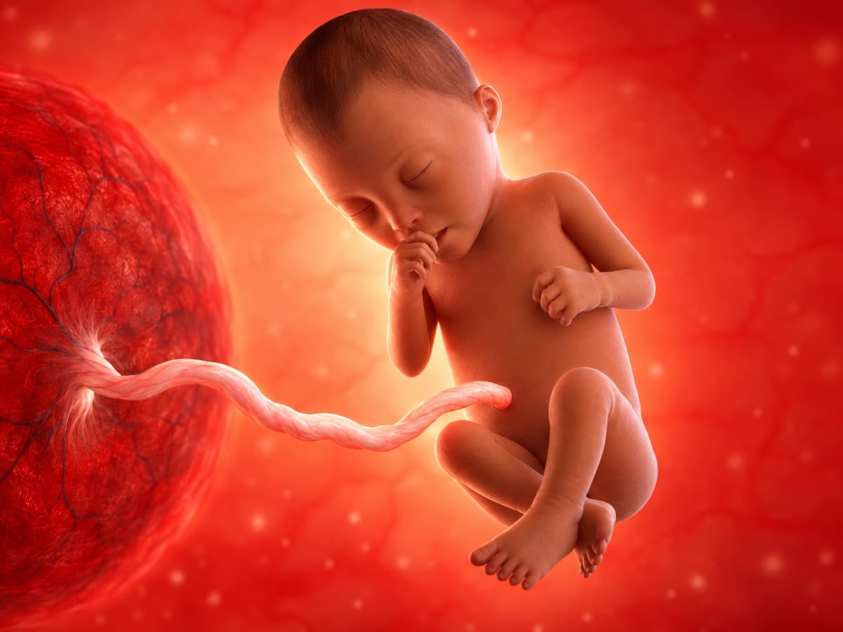 Representación artística 3D del desarrollo fetal en la semana 26