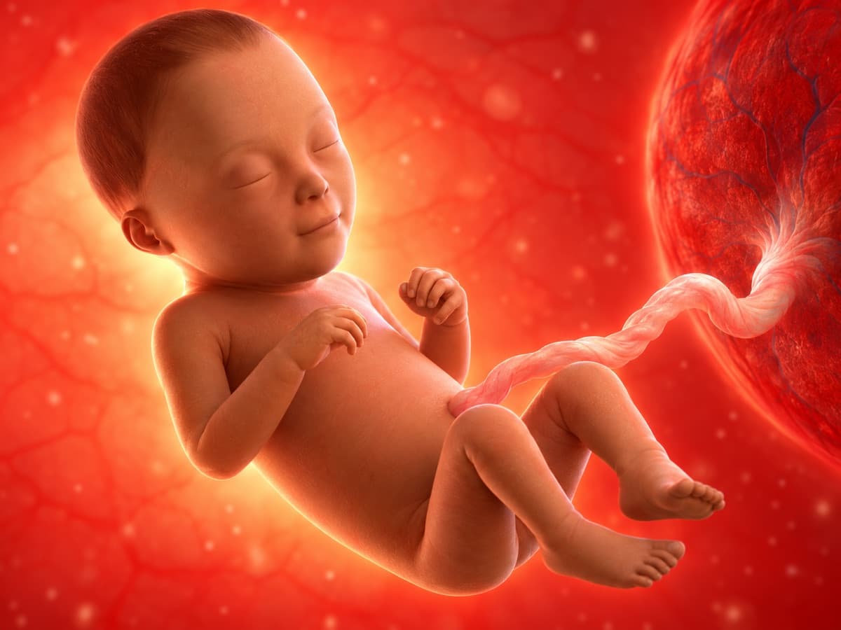 3D artistic representation of fetal development at week 27