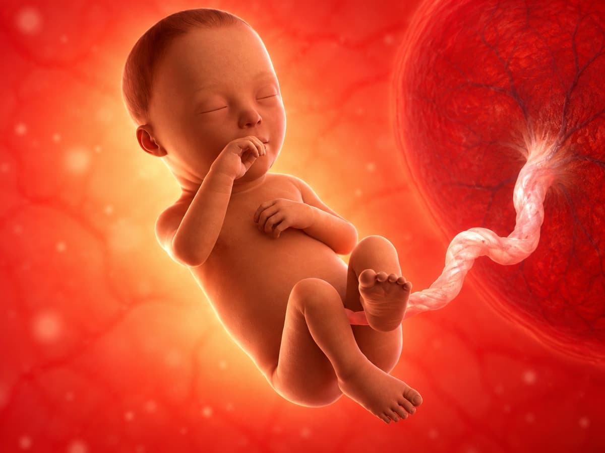 Representación artística 3D del desarrollo fetal en la semana 28