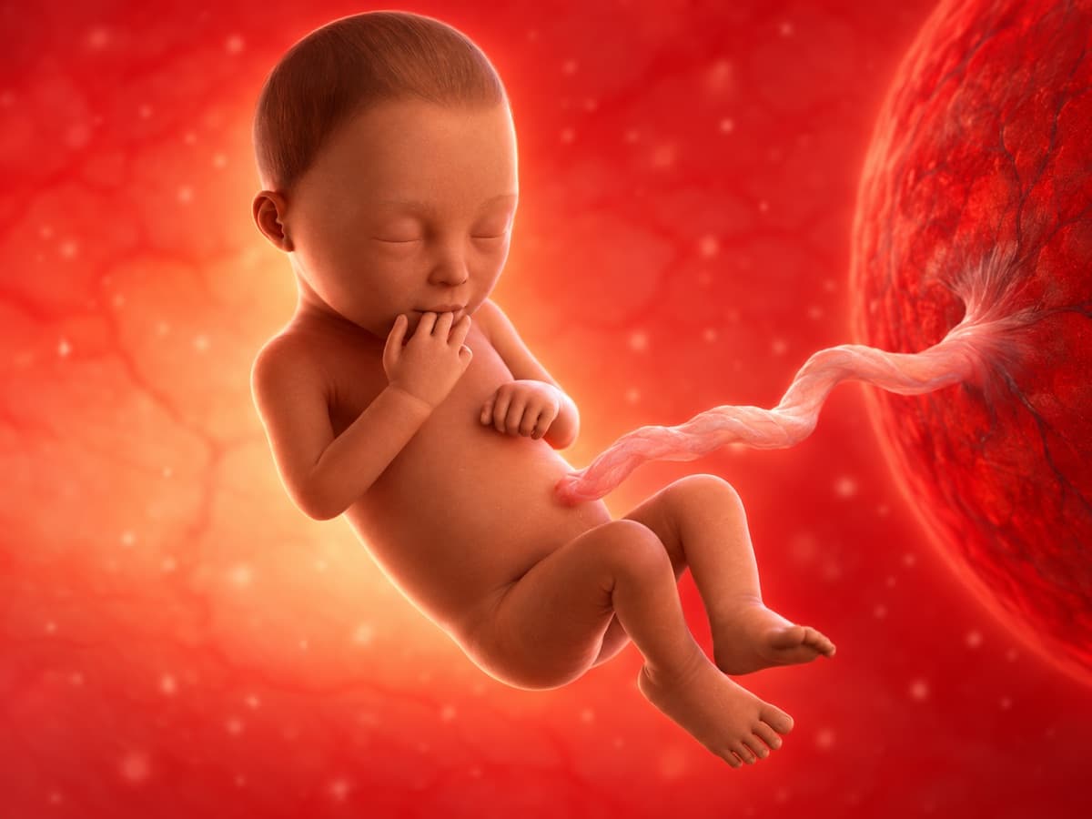 3D artistic representation of fetal development at week 29