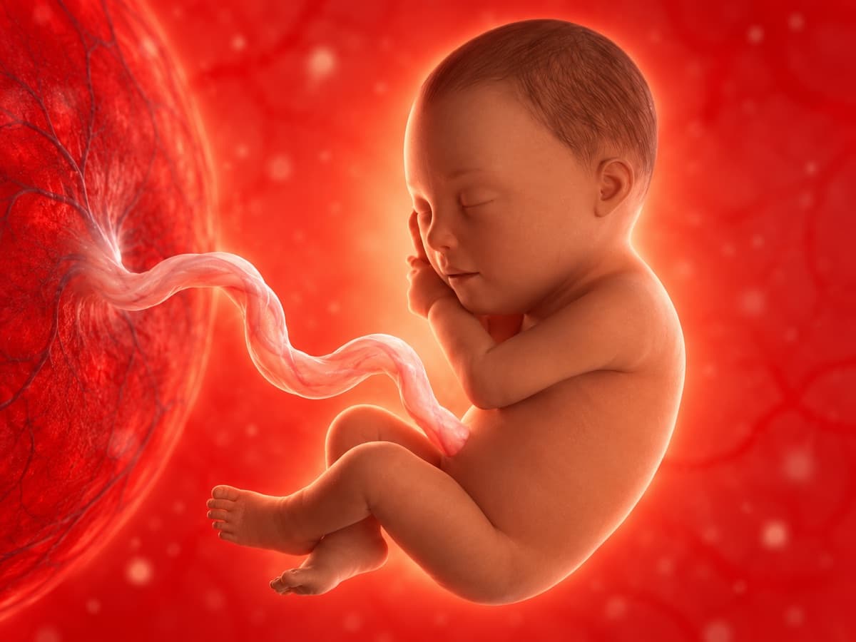 3D artistic representation of fetal development at week 30