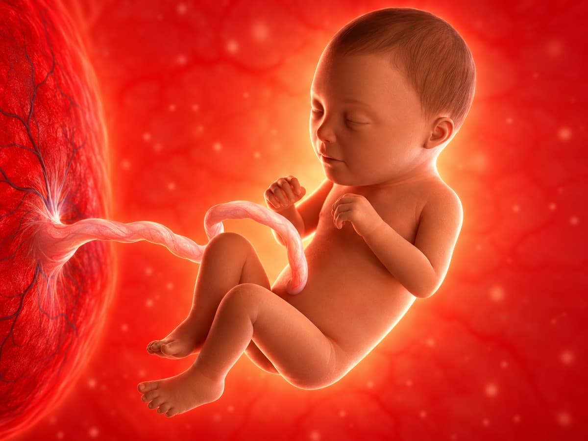 3D artistic representation of fetal development at week 31