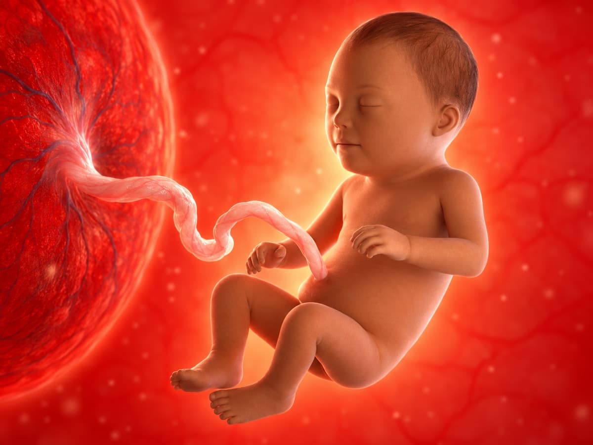 3D artistic representation of fetal development at week 32