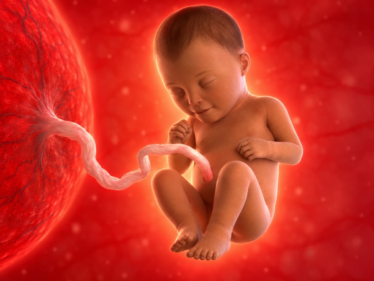3D artistic representation of fetal development at week 34