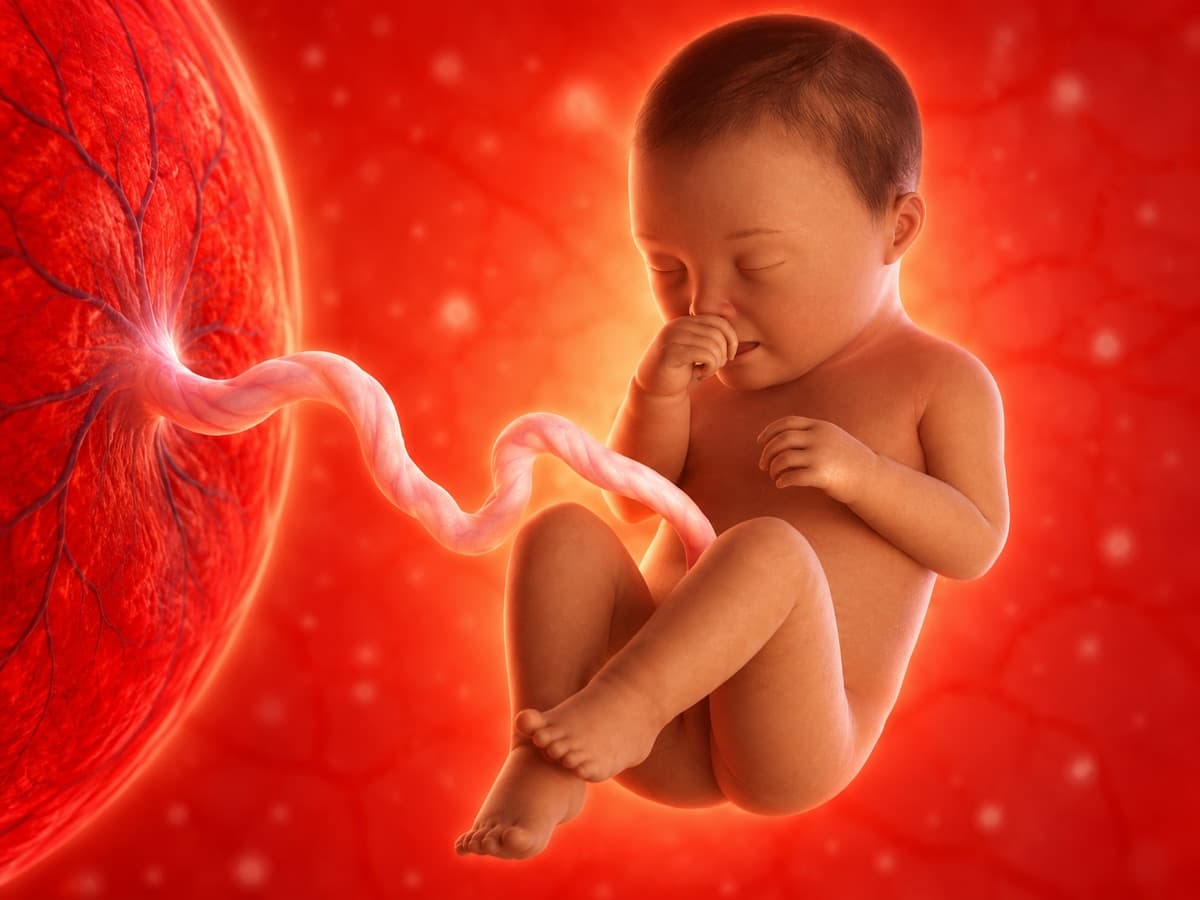 3D artistic representation of fetal development at week 35