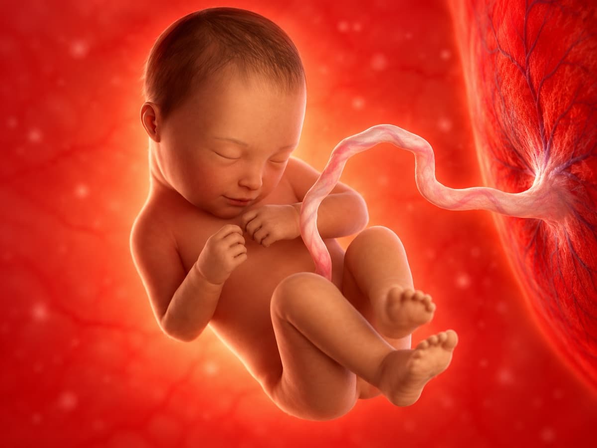 3D artistic representation of fetal development at week 36