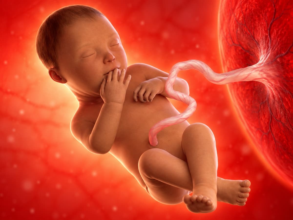 Representación artística 3D del desarrollo fetal en la semana 37