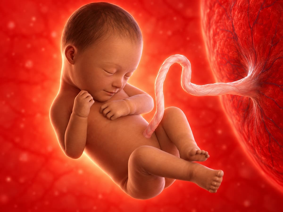 3D artistic representation of fetal development at week 38