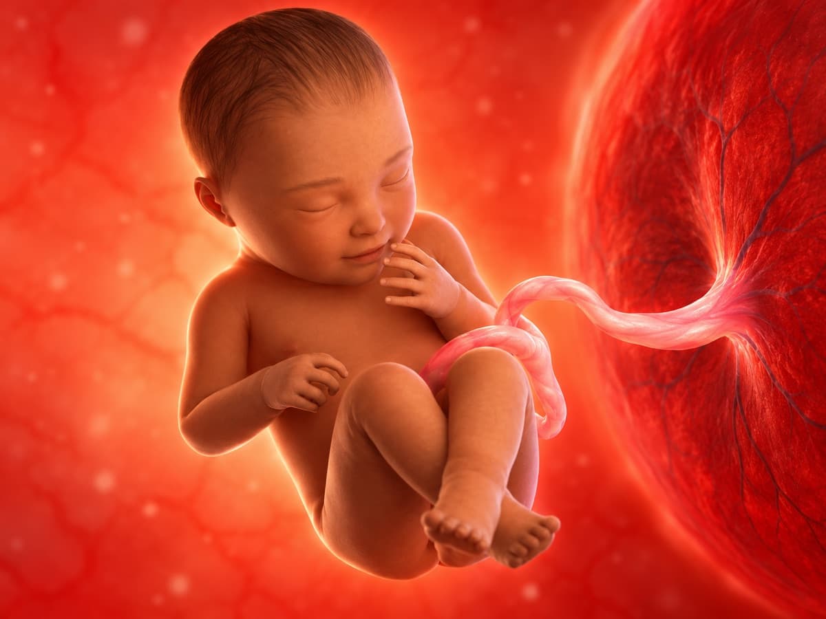 3D artistic representation of fetal development at week 40