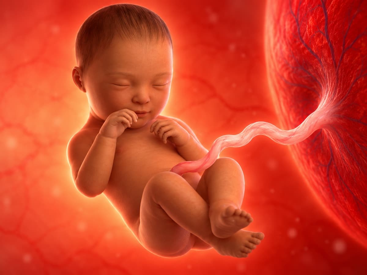 Representación artística 3D del desarrollo fetal en la semana 39